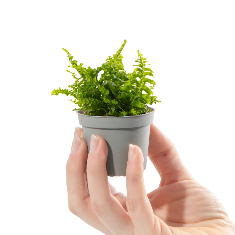 247plants2941964