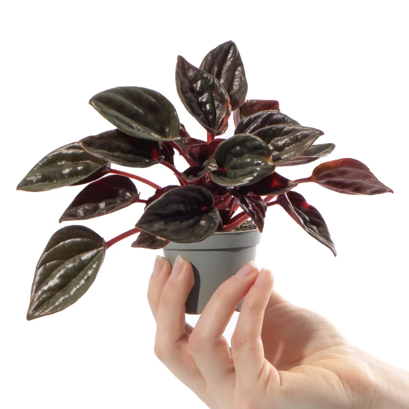247plants2941988
