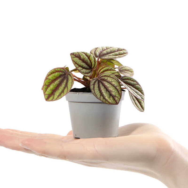 247plants2942007