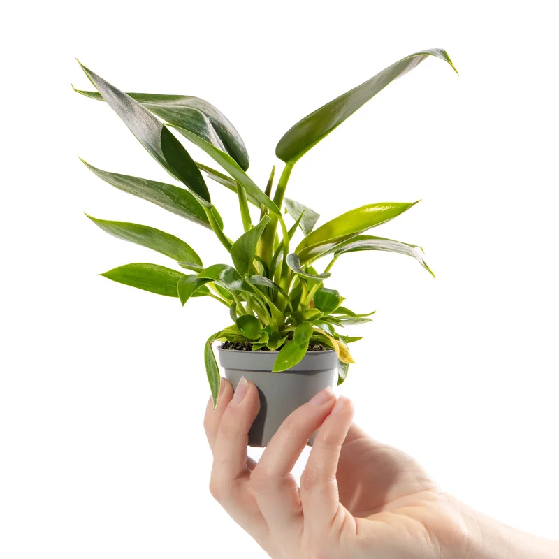 247plants2942025