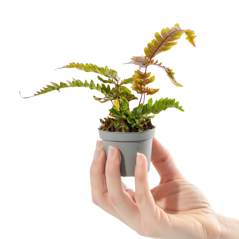 247plants2942068