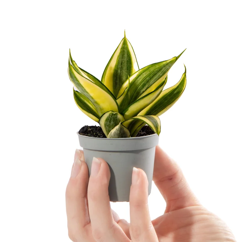 247plants2942100