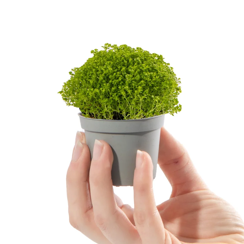 247plants2942125