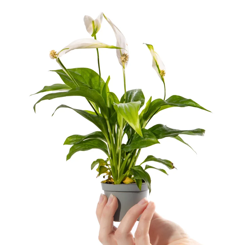 247plants2942142