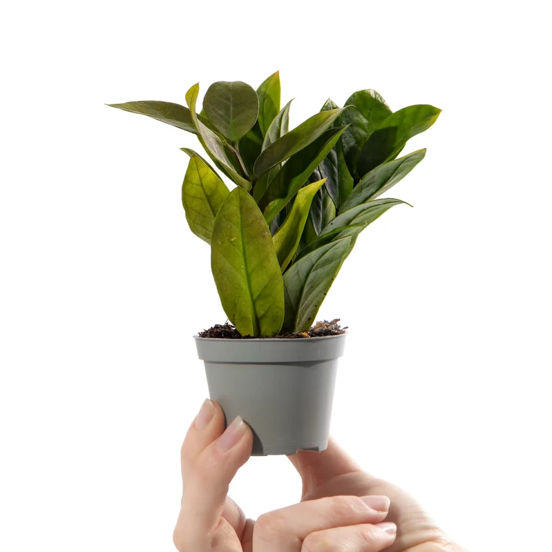 247plants2942172