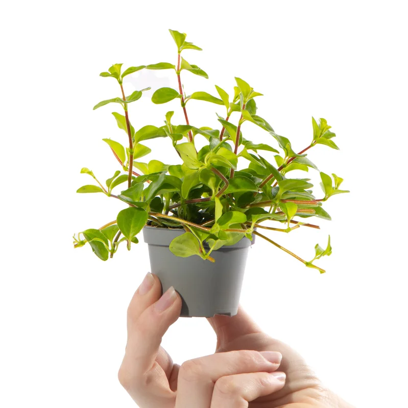 247plants2942189