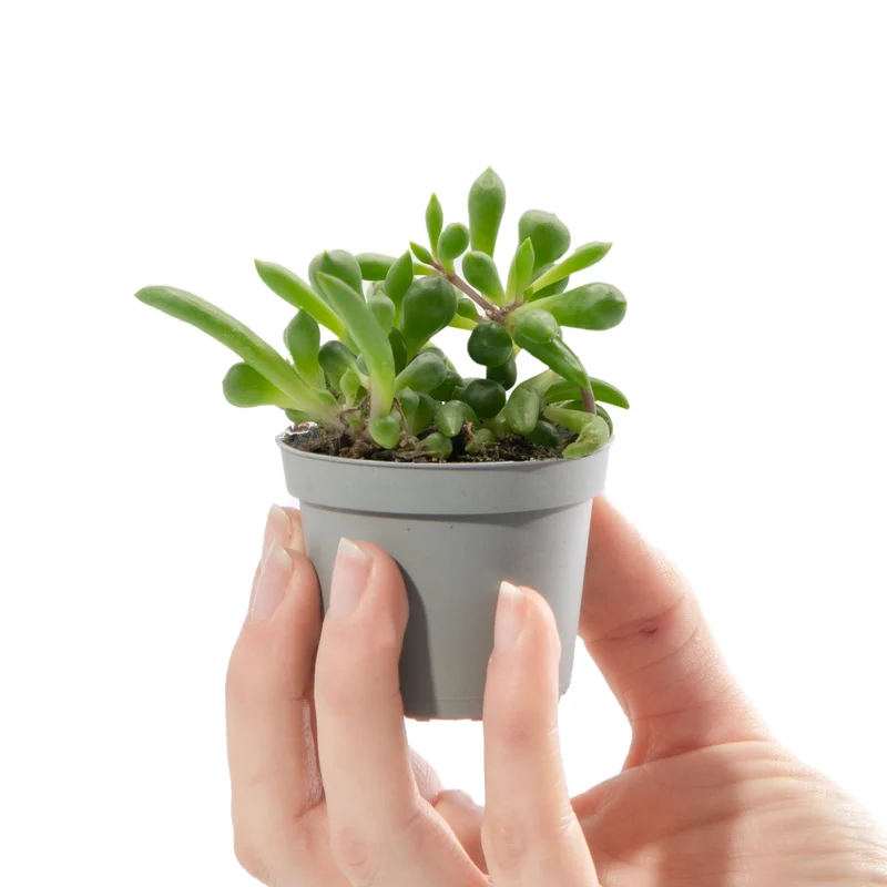 247plants2942226