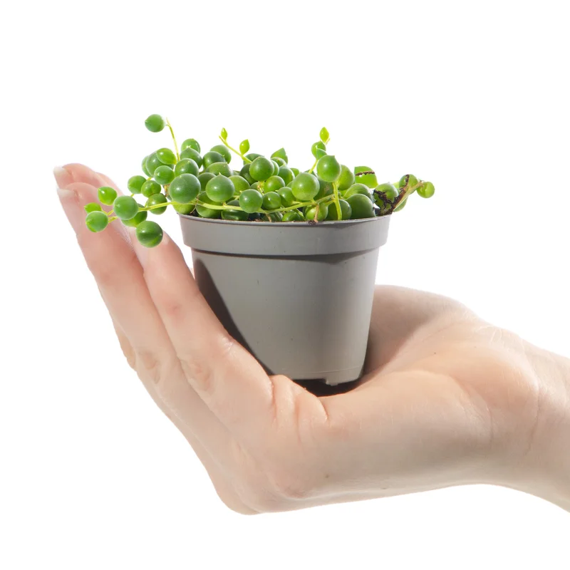 247plants2942242