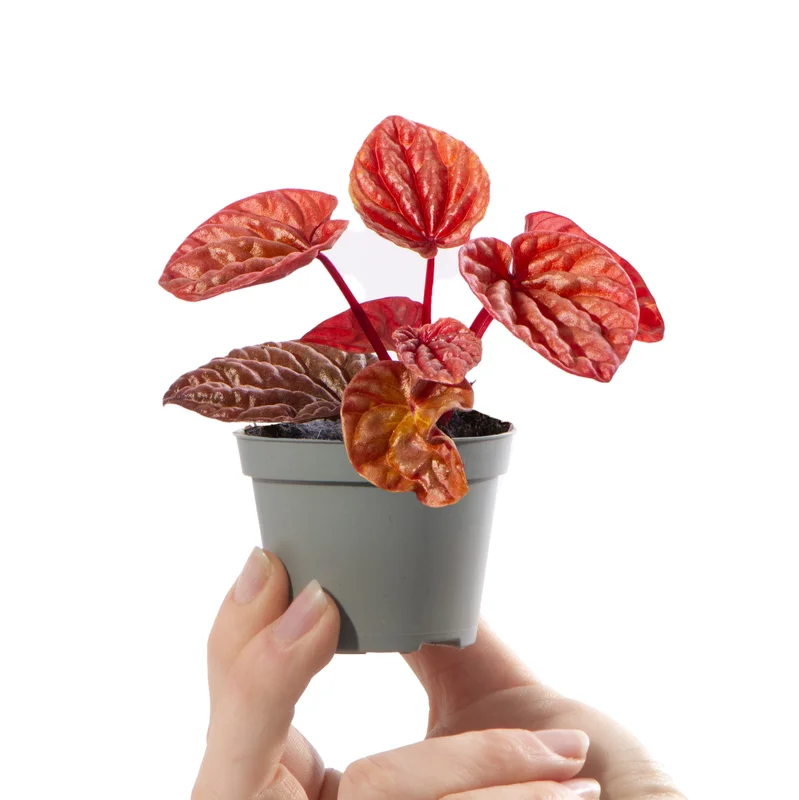 247plants2942262