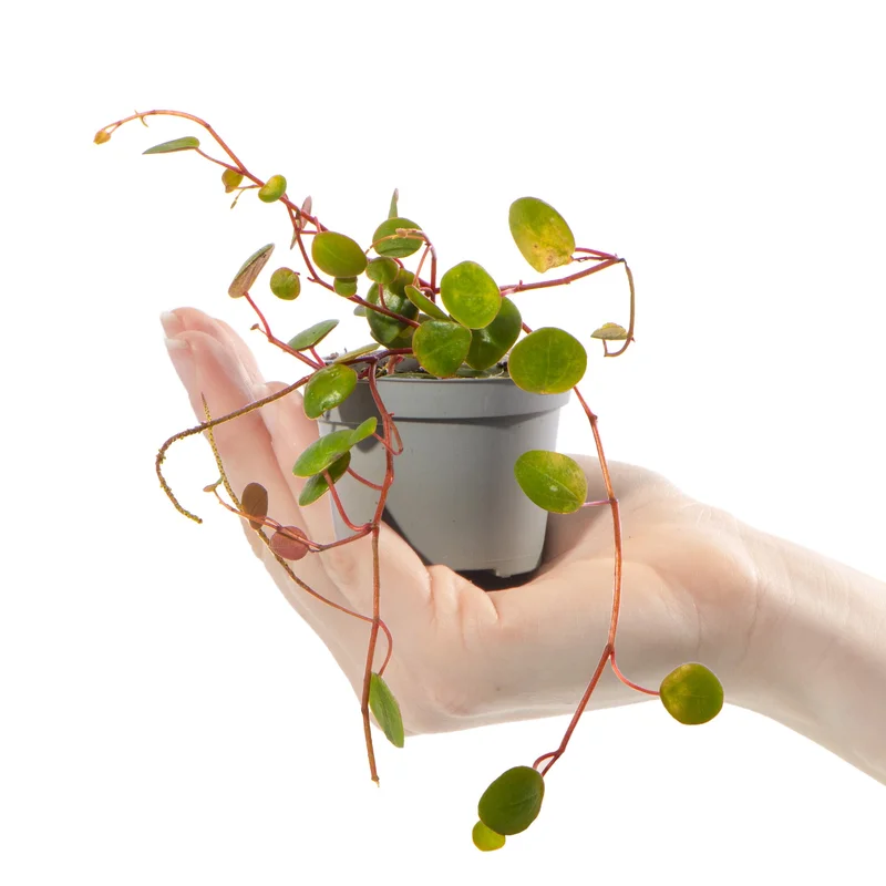 247plants2942281