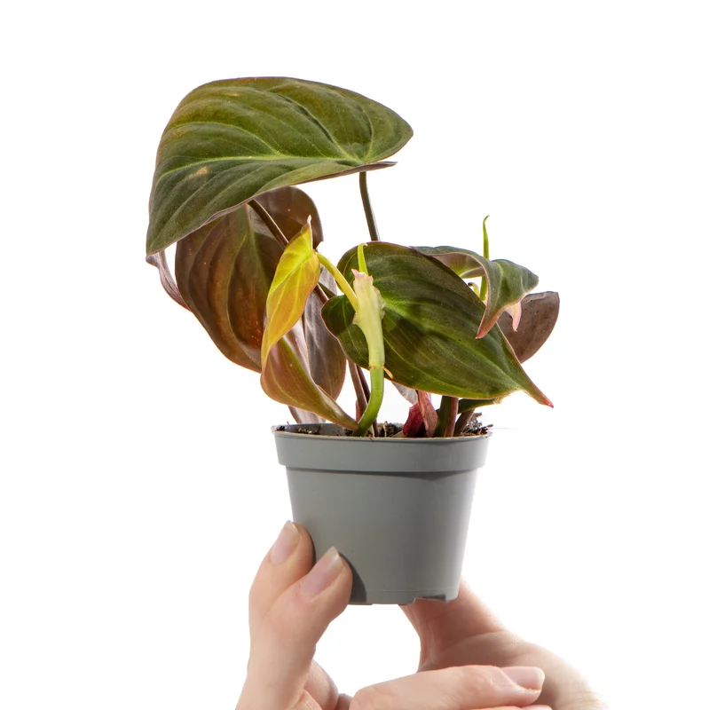 247plants2942299