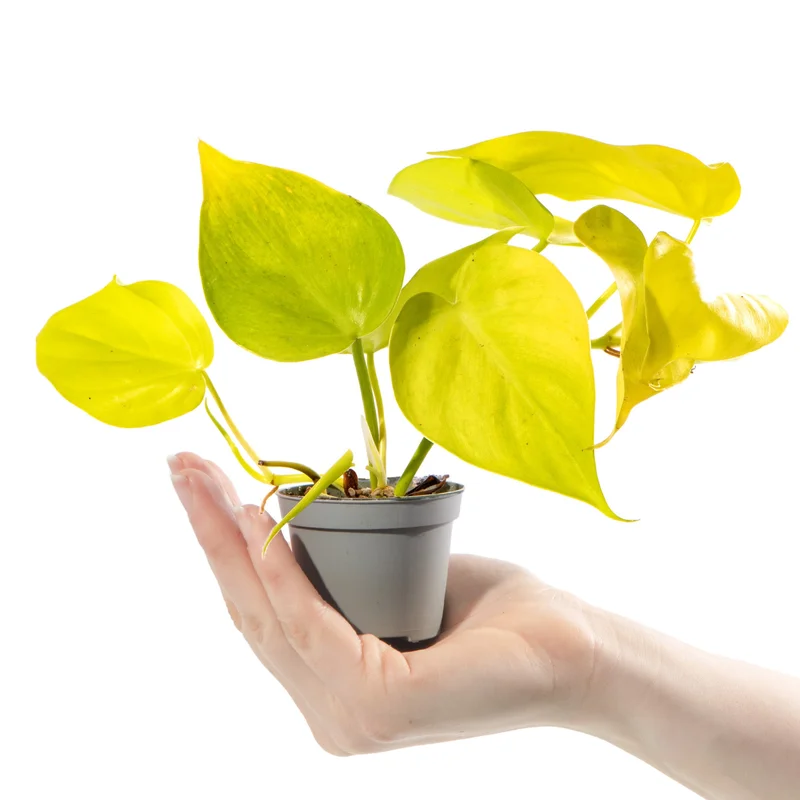 247plants2942318