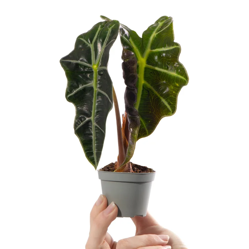 247plants2942363