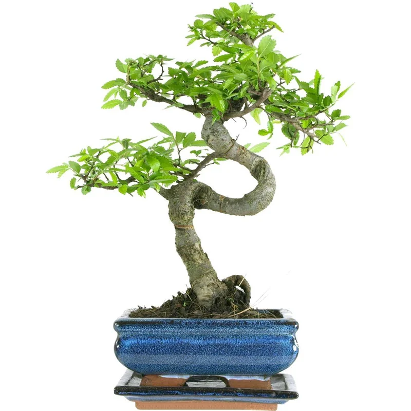 247plants2942520