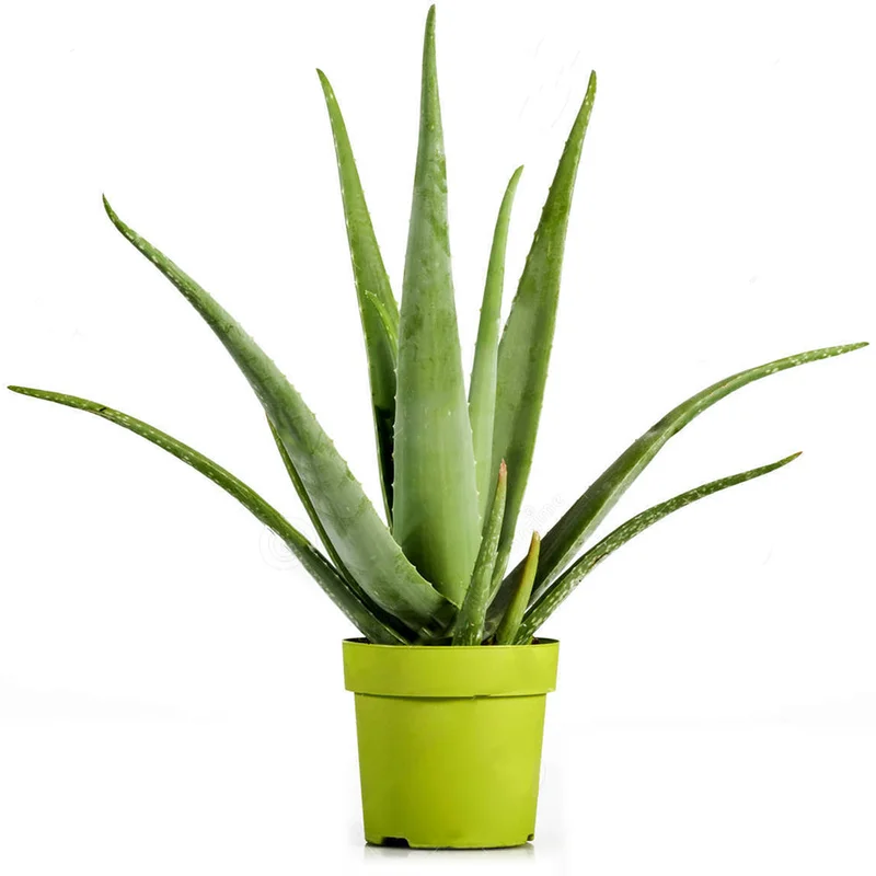 247plants2942552