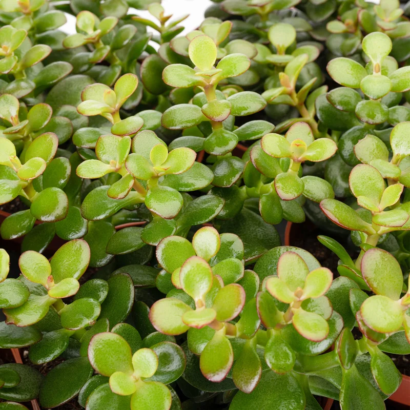247plants2942588