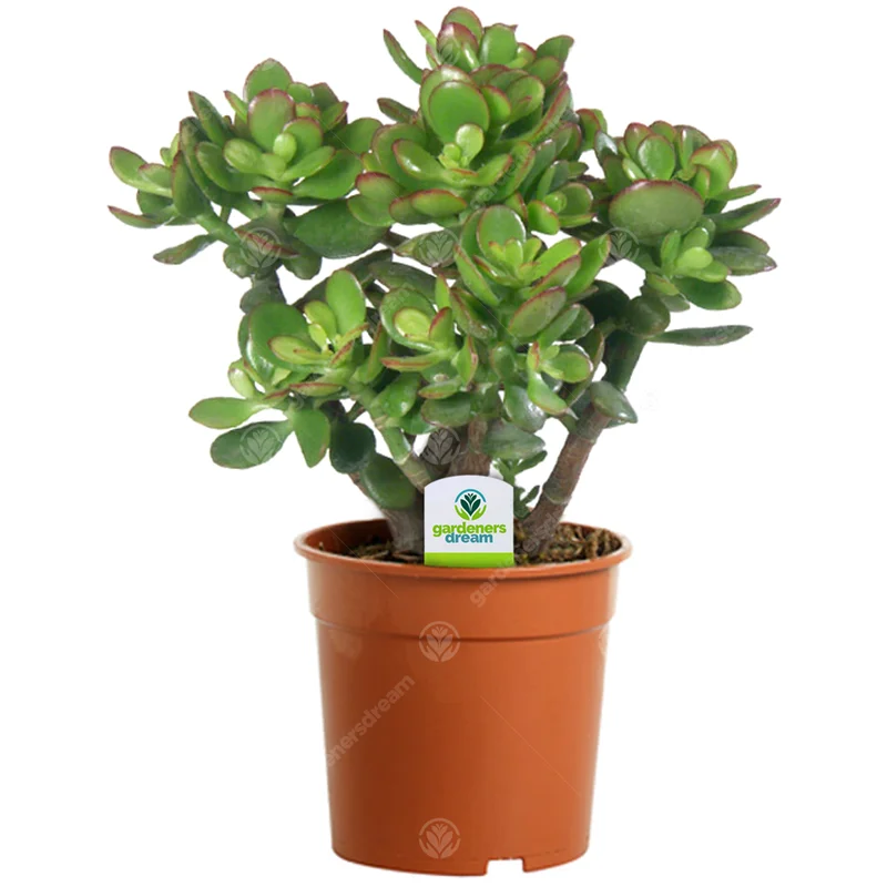 247plants2942613