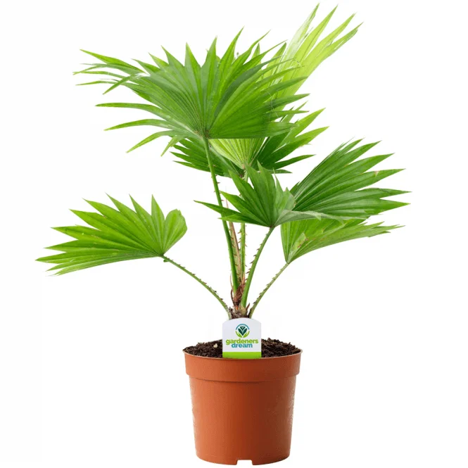 247plants2942634