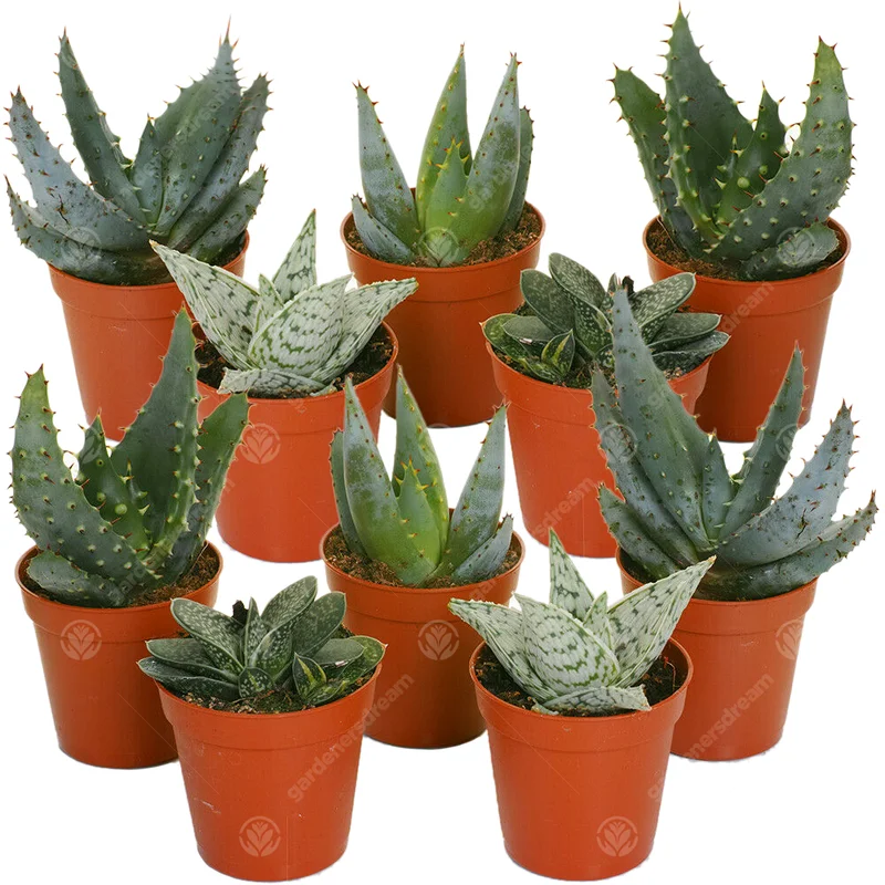 247plants2942690