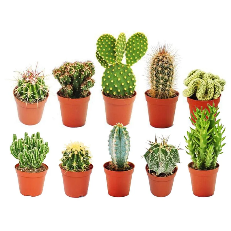 247plants2942787