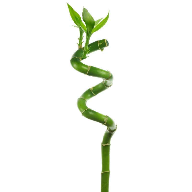 247plants2943004