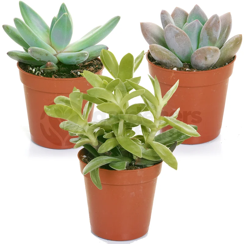 247plants2943035