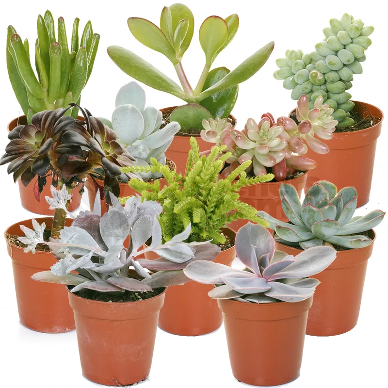 247plants2943087