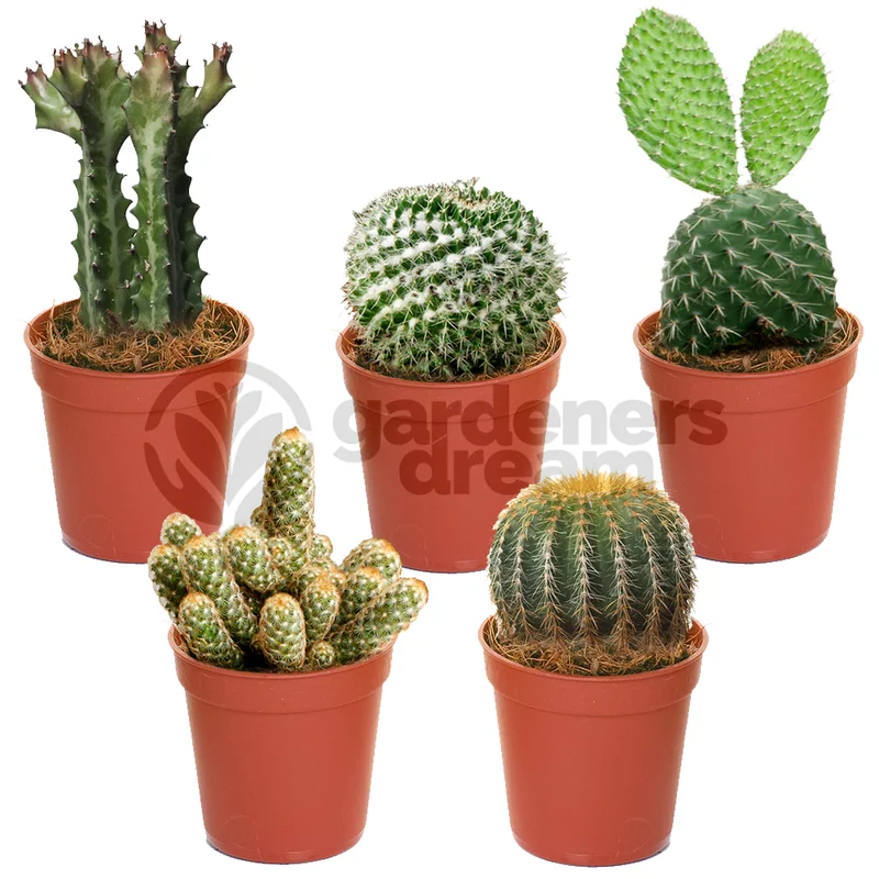 247plants2943130
