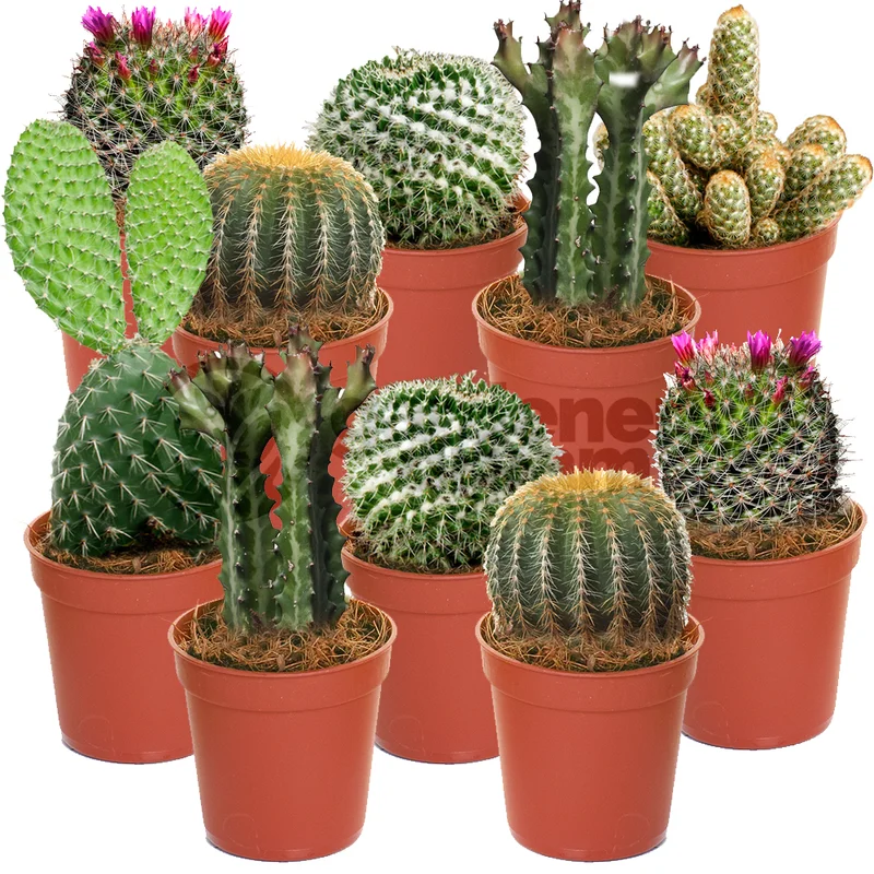 247plants2943161