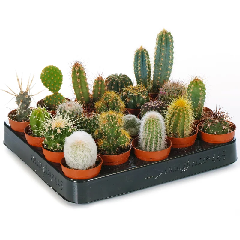 247plants2943183