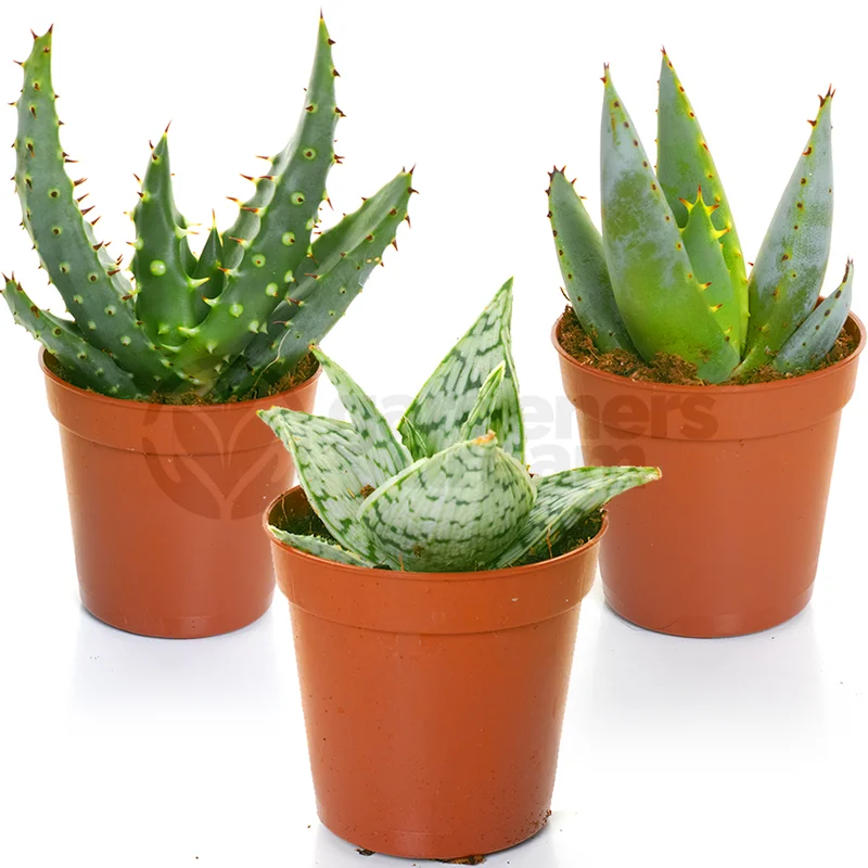 247plants2943205