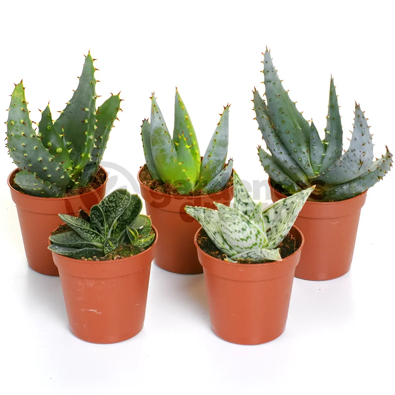 247plants2943231