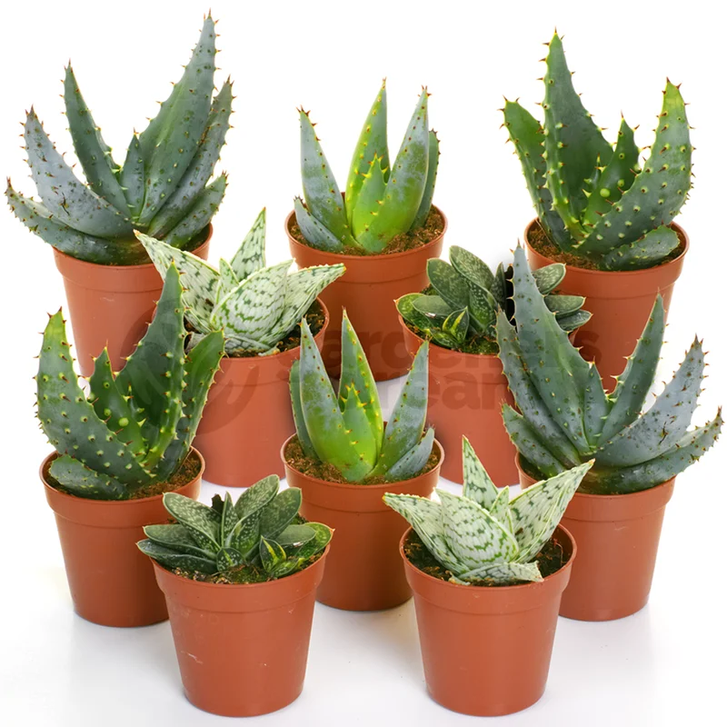 247plants2943262