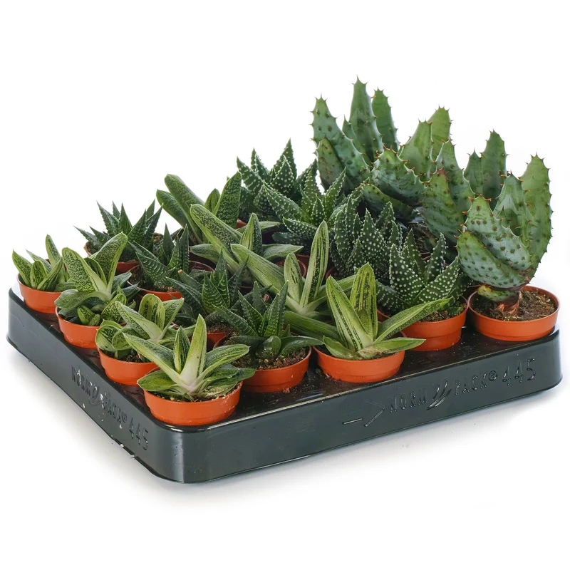 247plants2943284