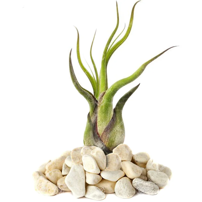 247plants2943345