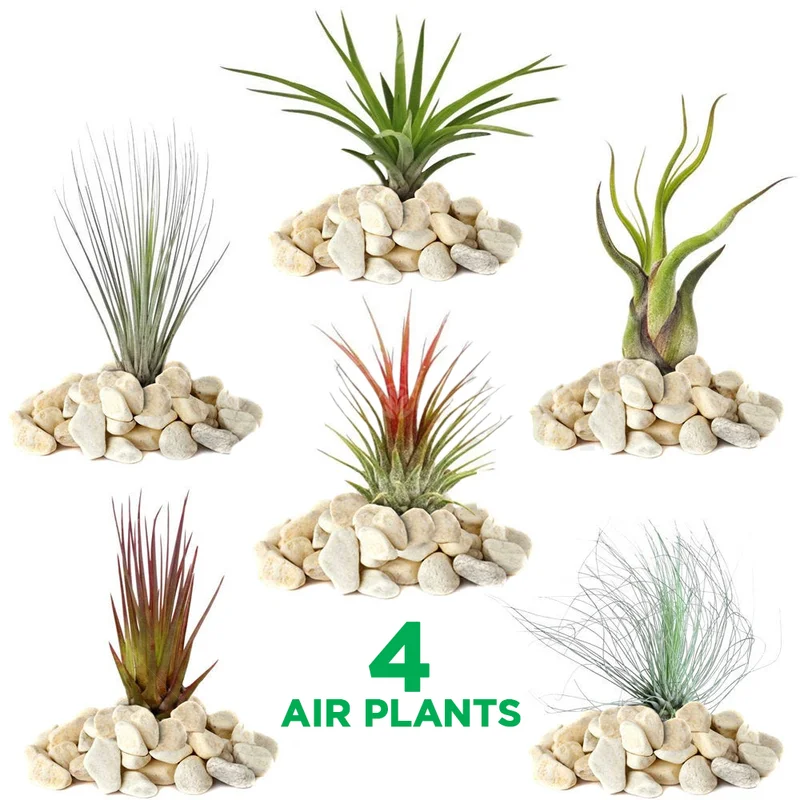 247plants2943452