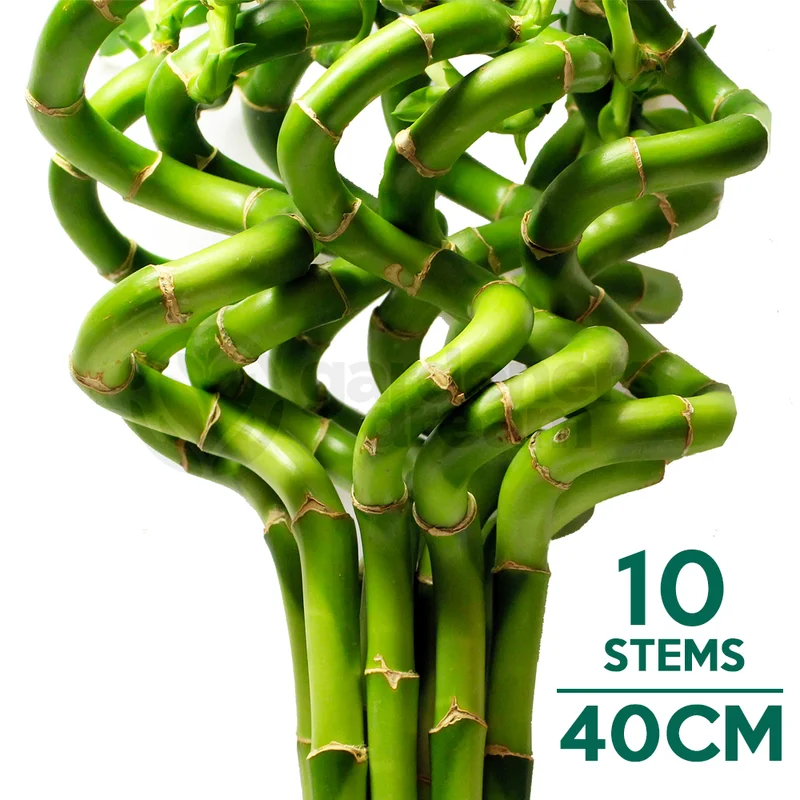 247plants2943632