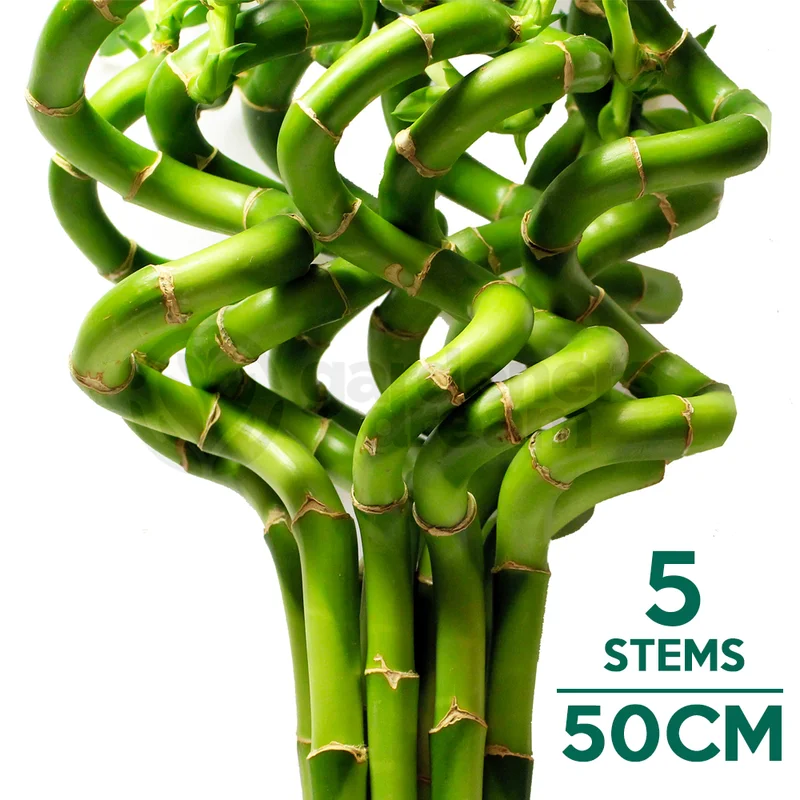 247plants2943686