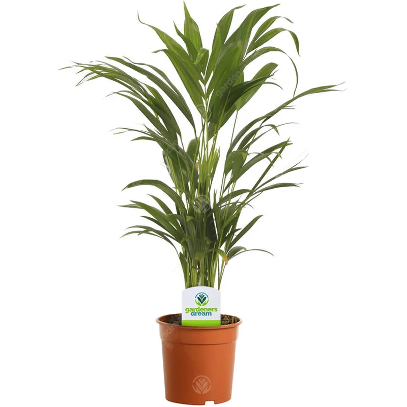247plants2943731