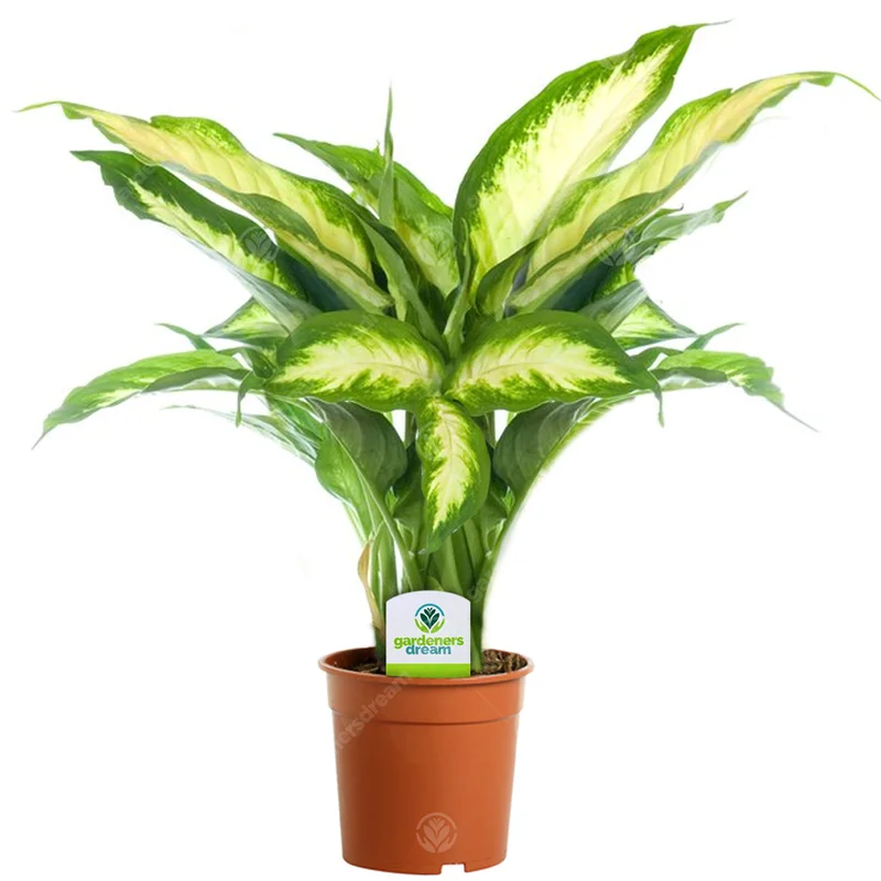 247plants2943772