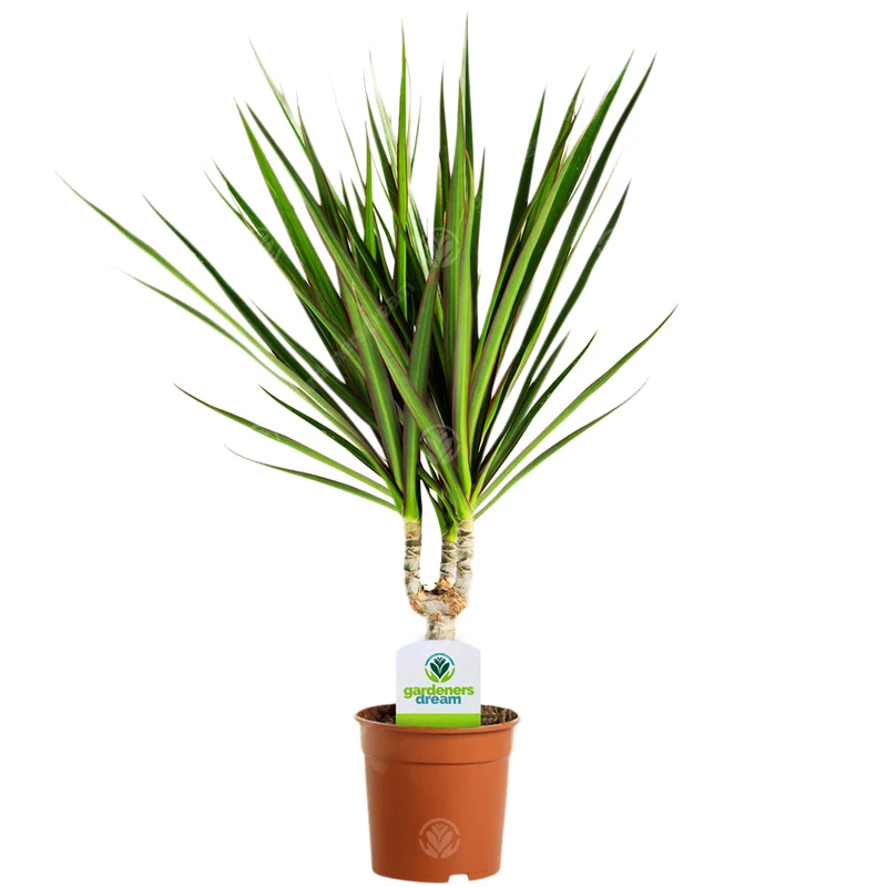 247plants2943789