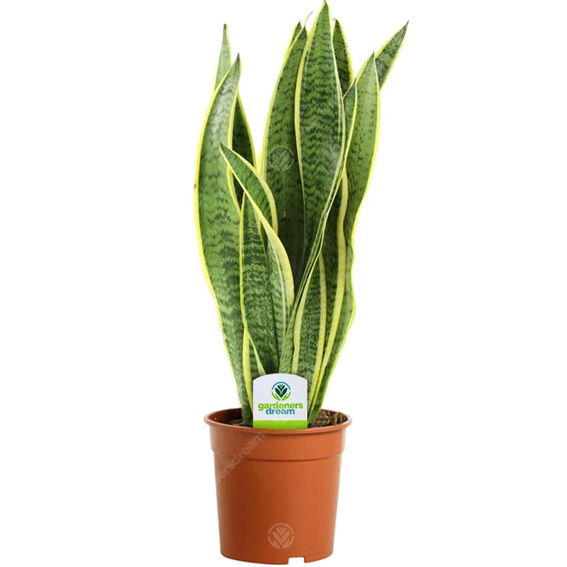 247plants2943810