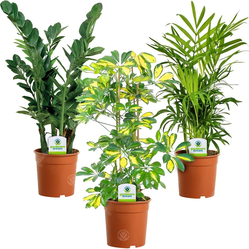 247plants2943875
