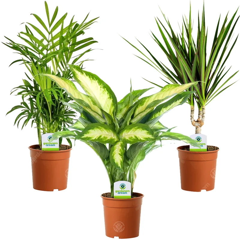 247plants2943904