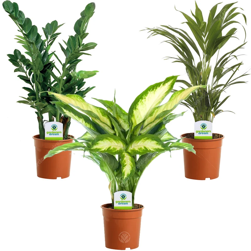 247plants2943924