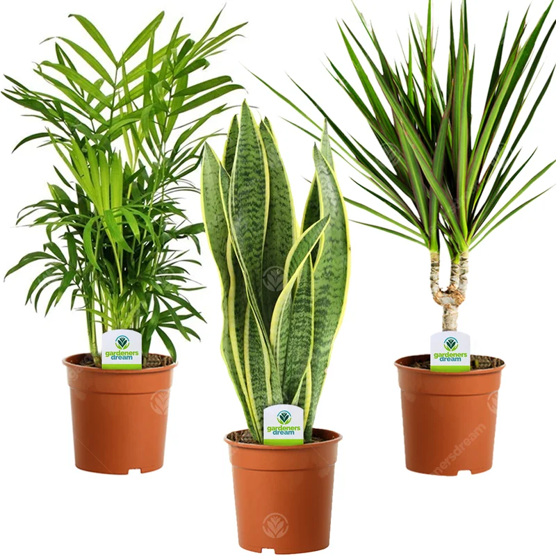 247plants2943942