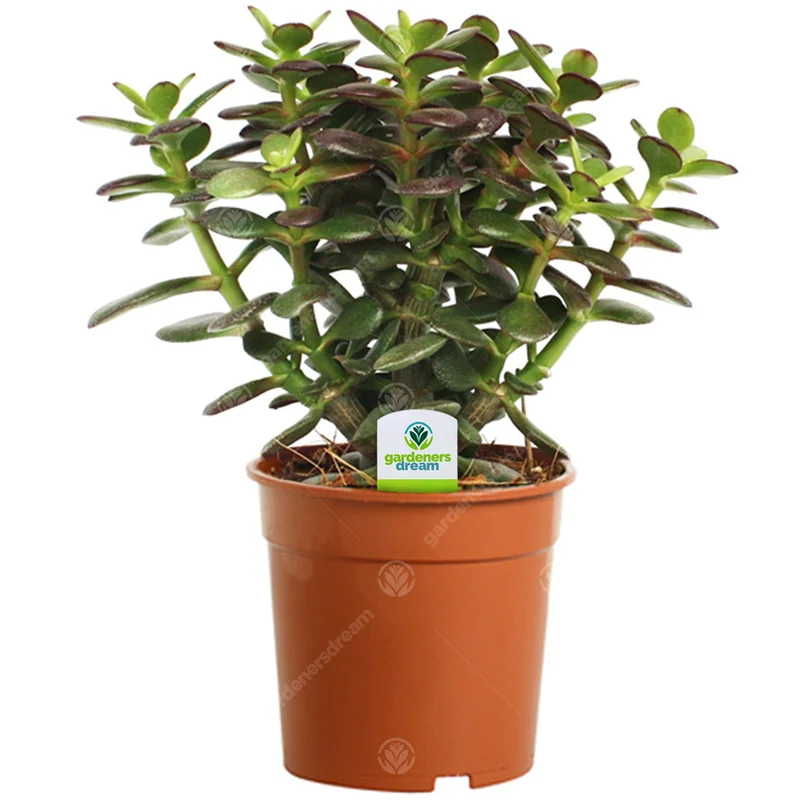 247plants2943973