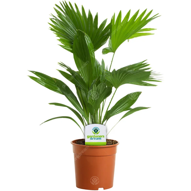 247plants2944021