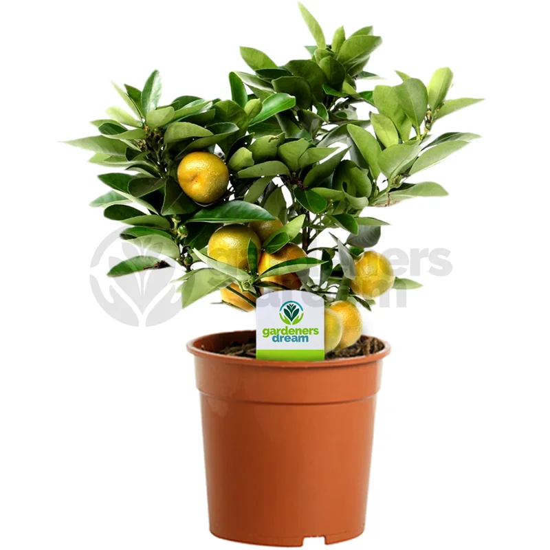 247plants2944038