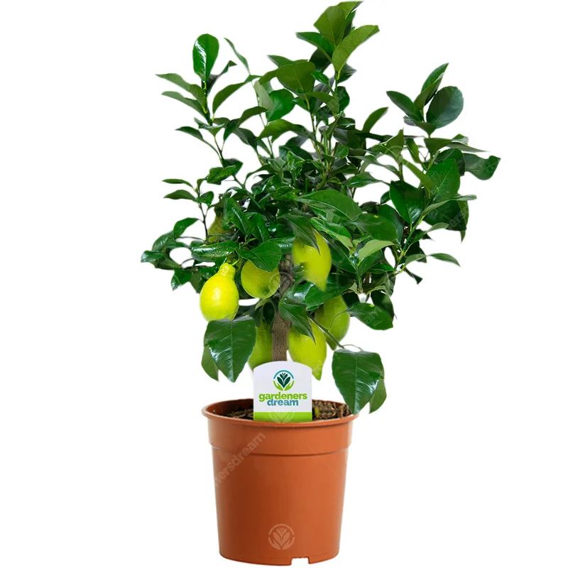 247plants2944057
